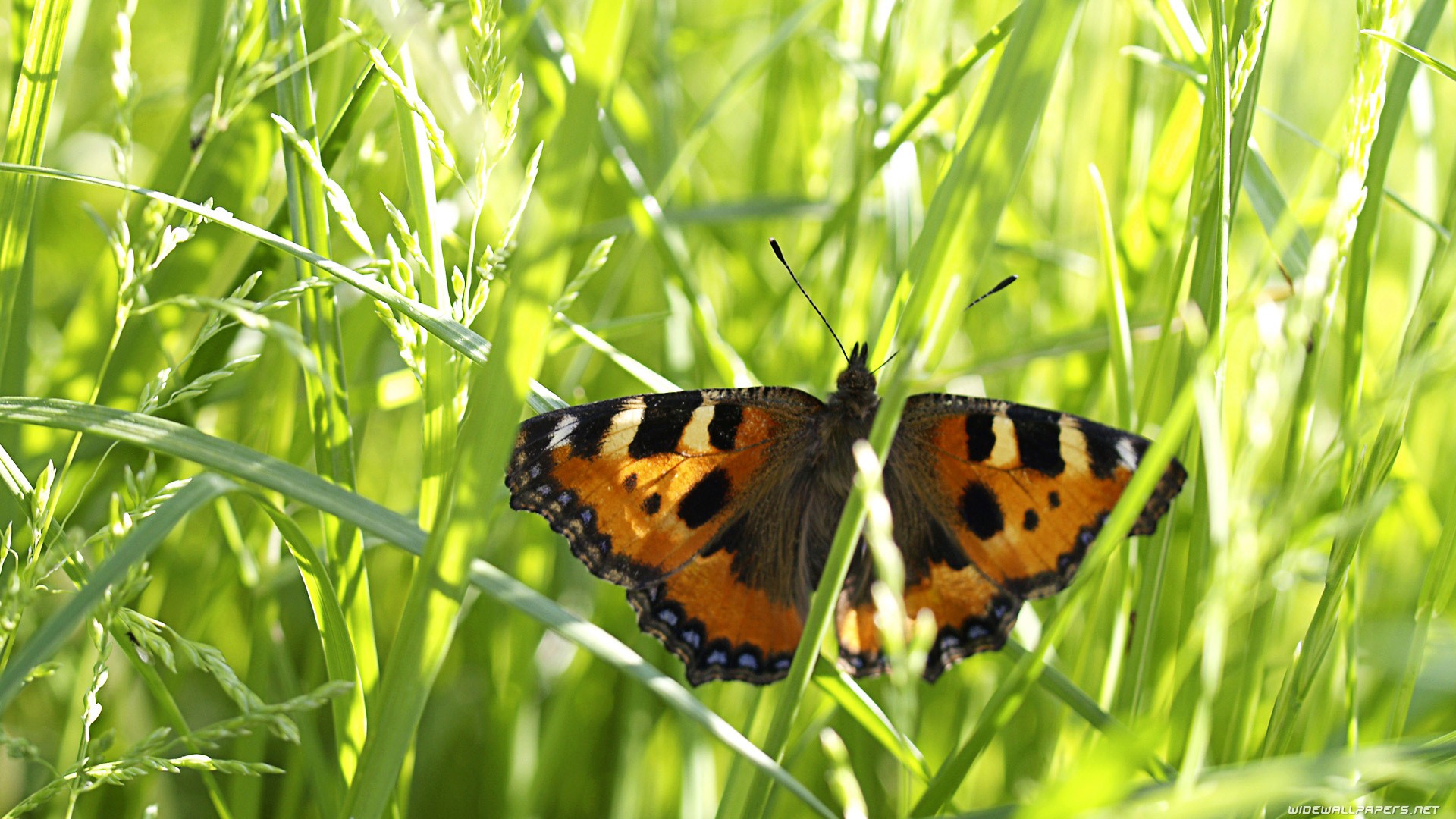 Butterfly in green grass