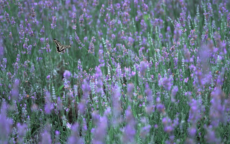 Butterfly in Lavender Field — Purple