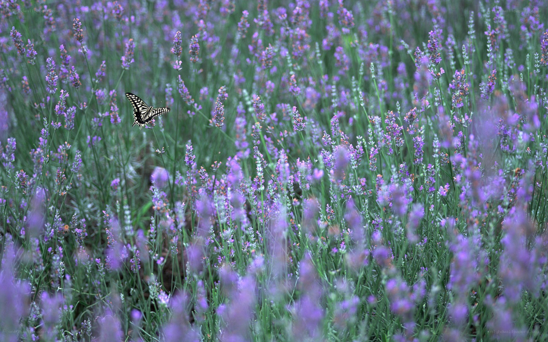 butterfly in lavender field