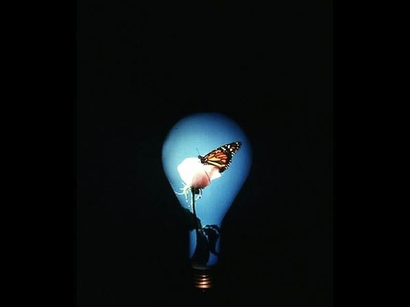 Butterfly in Light Bulb