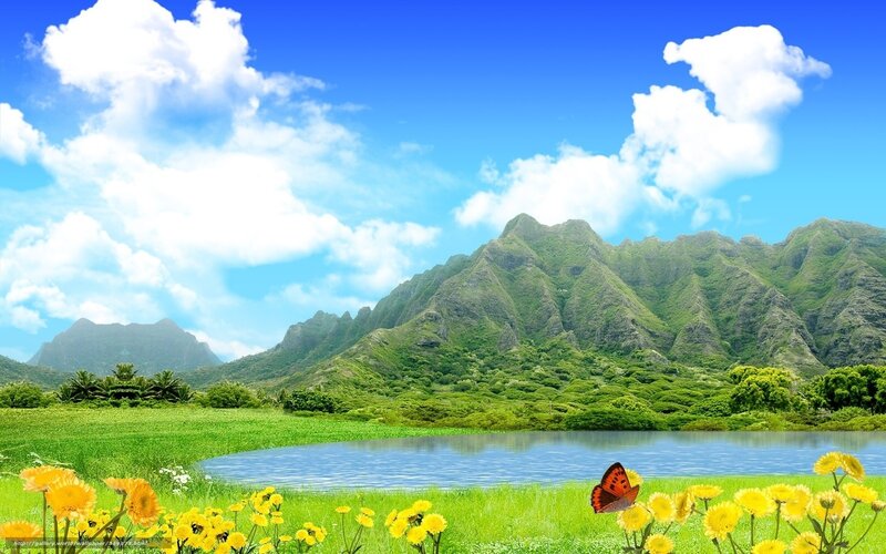 Butterfly in Meadow — Green, Serene, Afternoon, Photograph
