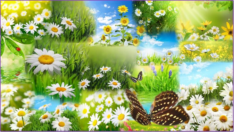 Butterfly in Meadow — Green, Serene