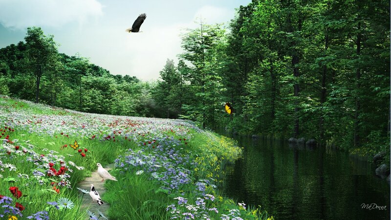 Butterfly in Meadow