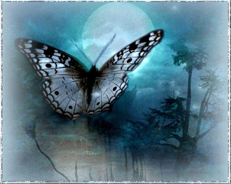 Butterfly in Moonlight