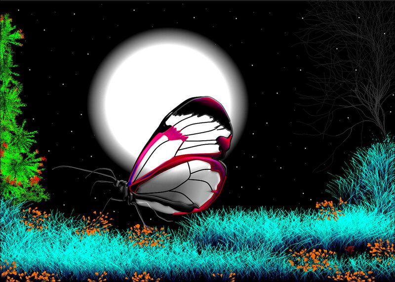 Butterfly in Night Scene