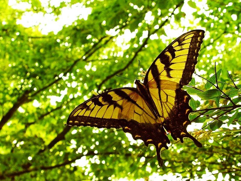Butterfly in sunlit trees
