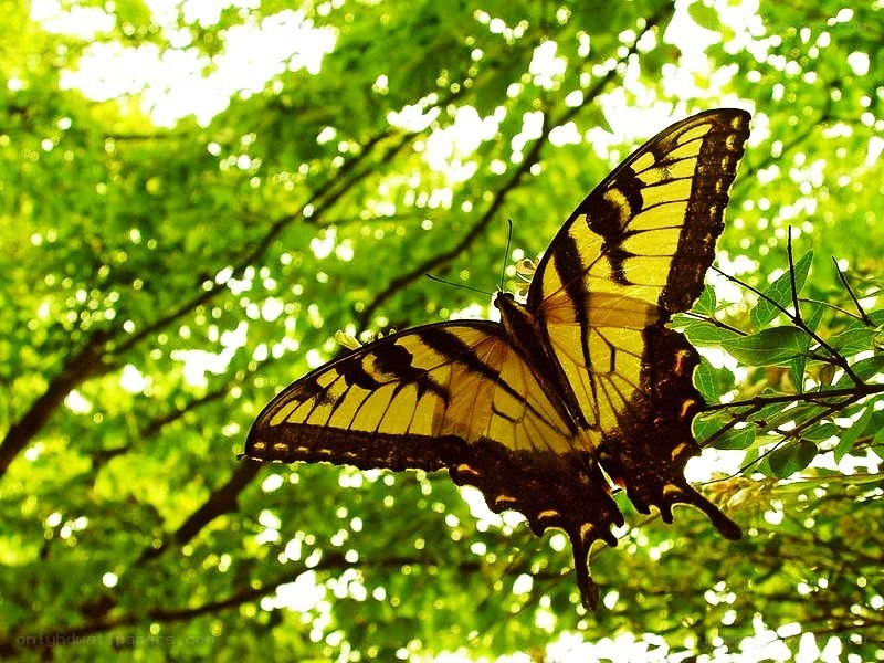 Butterfly in sunlit trees