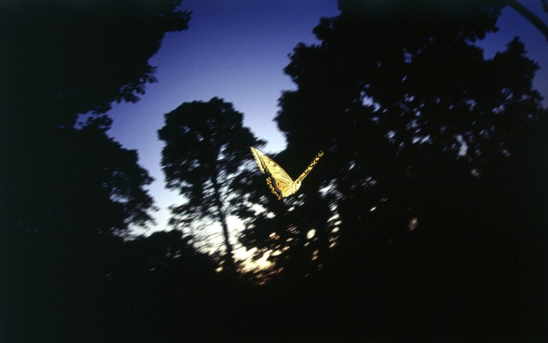 Butterfly in twilight sky