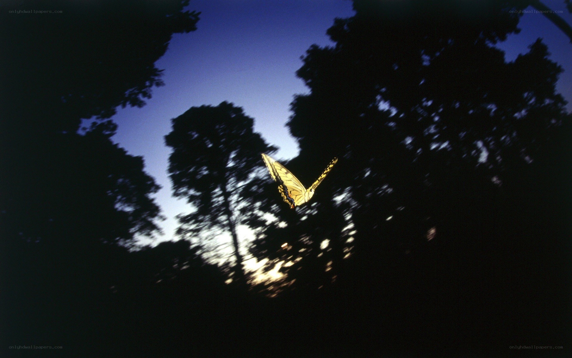Butterfly in twilight sky