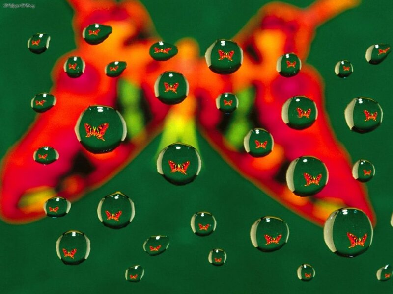 Butterfly in Water Droplets