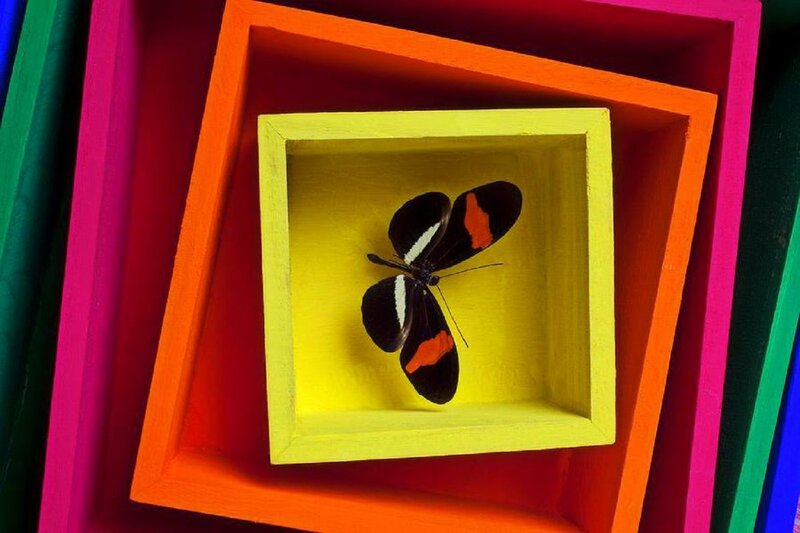 Butterfly in Yellow Box