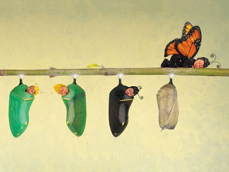butterfly life cycle with babies