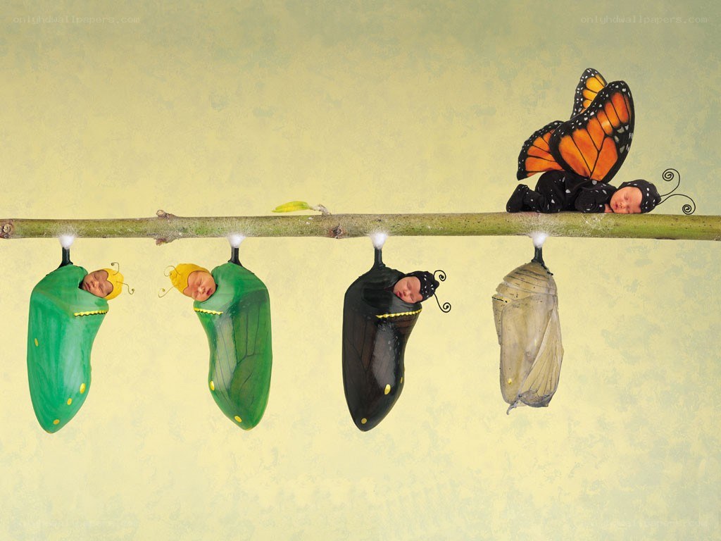 butterfly life cycle with babies