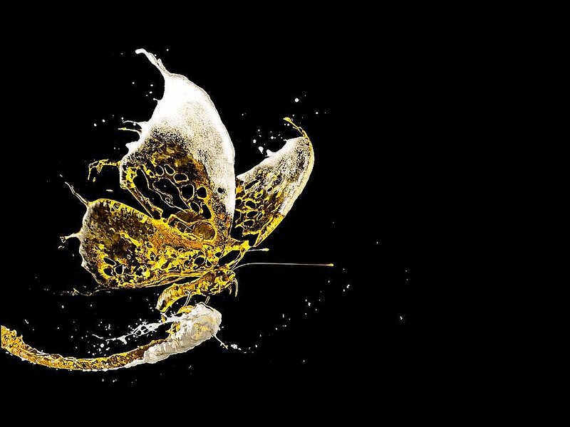 Butterfly Made of Liquid