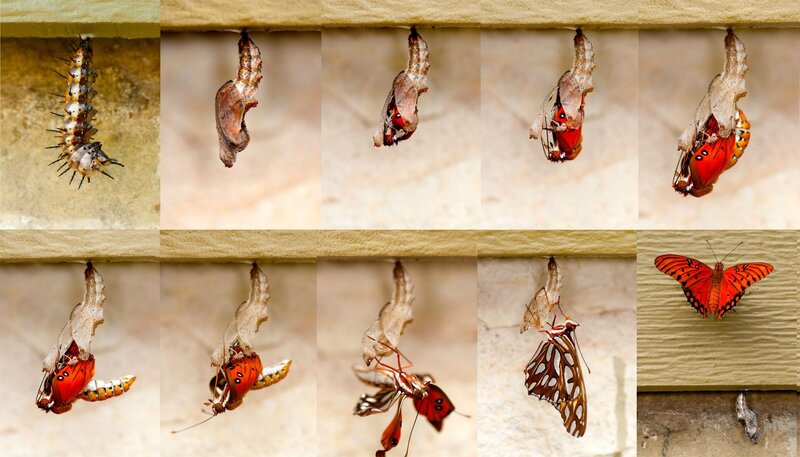 Butterfly Metamorphosis