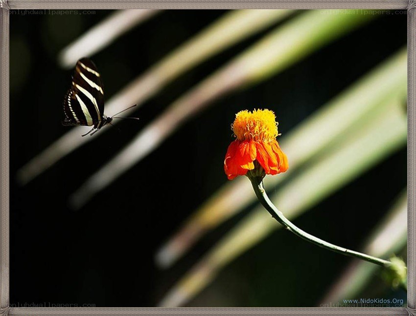 Butterfly near a flower