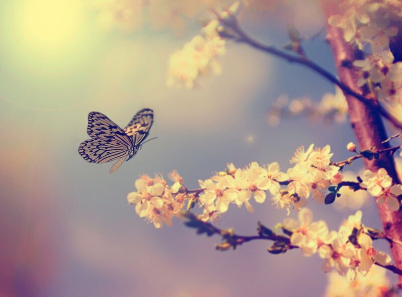 Butterfly Near Blossoms