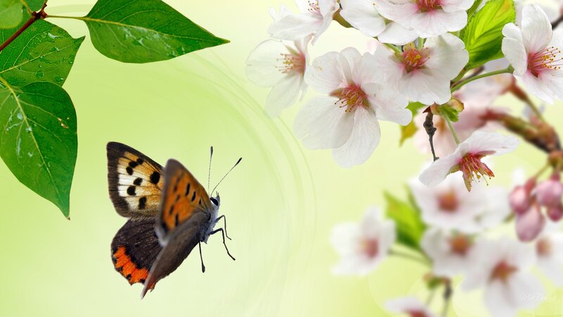 Butterfly Near Cherry Blossoms