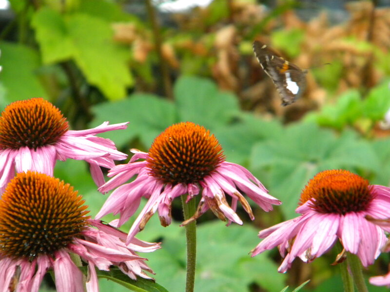 butterfly near coneflowers