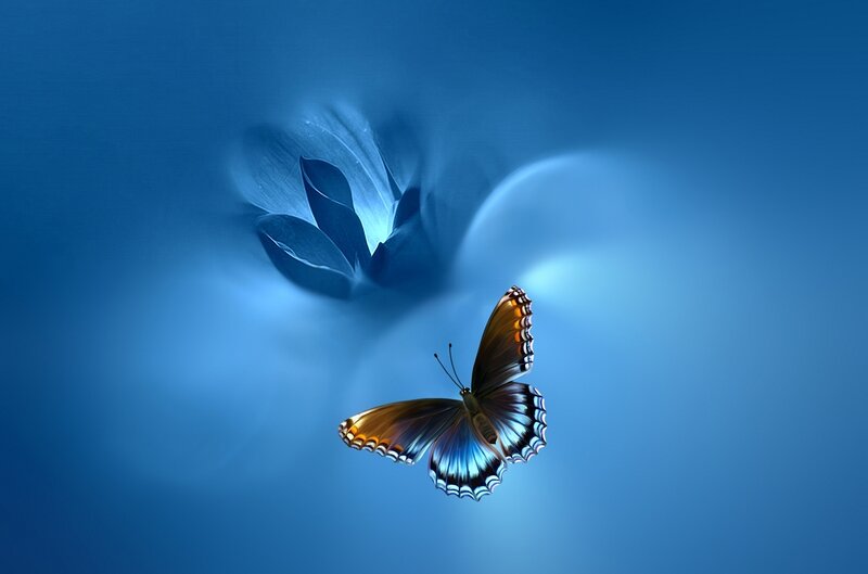 Butterfly Near Flower — Blue