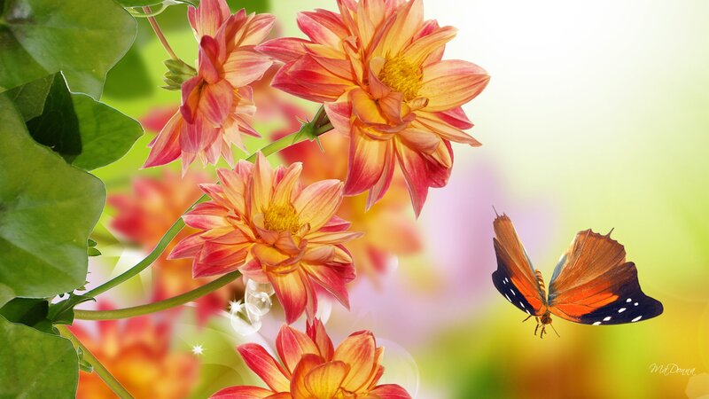 Butterfly Near Flowers — Orange