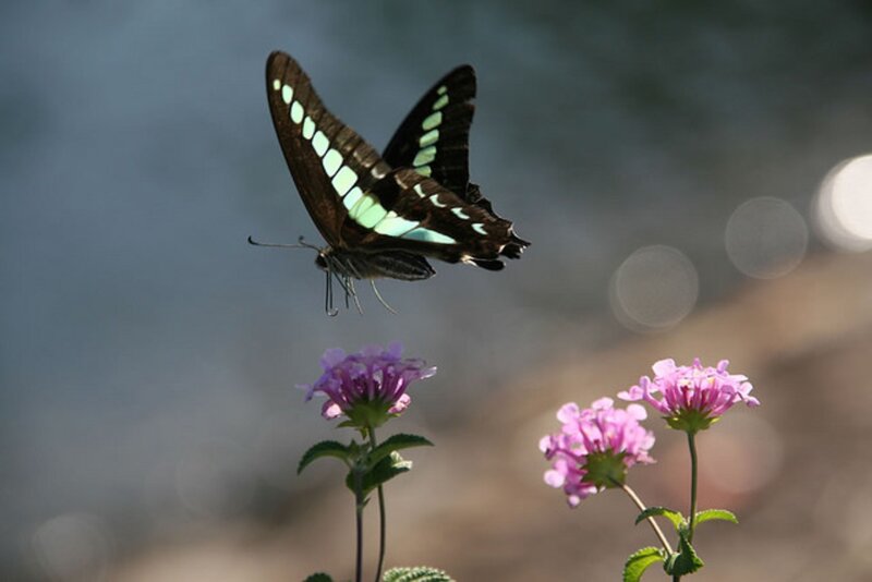Butterfly Near Flowers — Purple, Serene