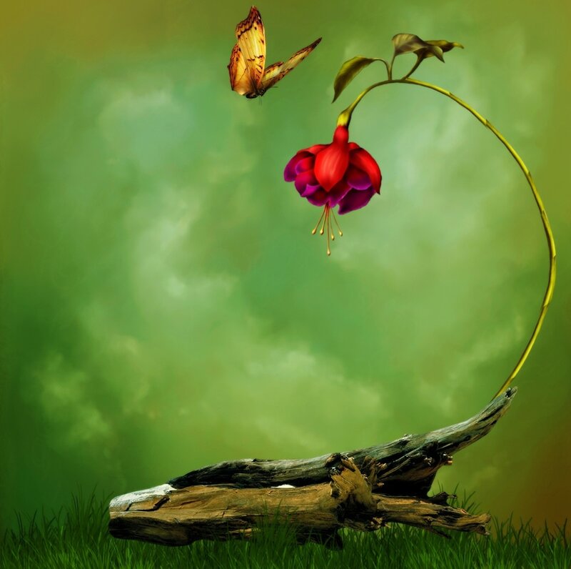 Butterfly Near Fuchsia Flower