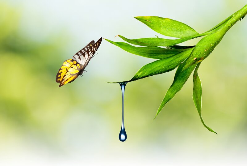 Butterfly Near Leaf