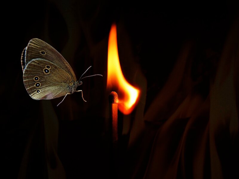 Butterfly Near Match Flame