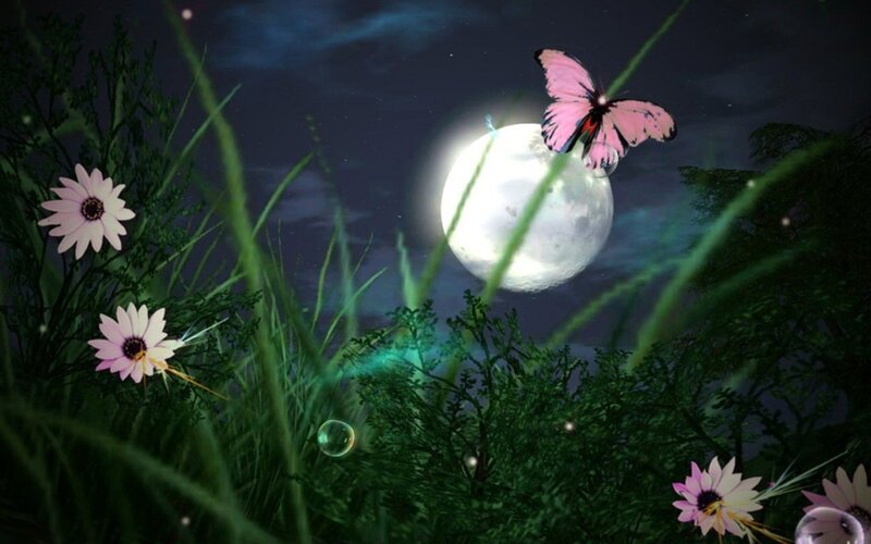Butterfly Near Moon