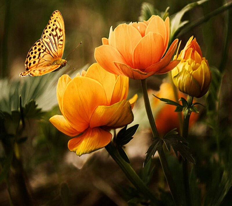 Butterfly Near Orange Flowers — Serene, Afternoon, Photograph