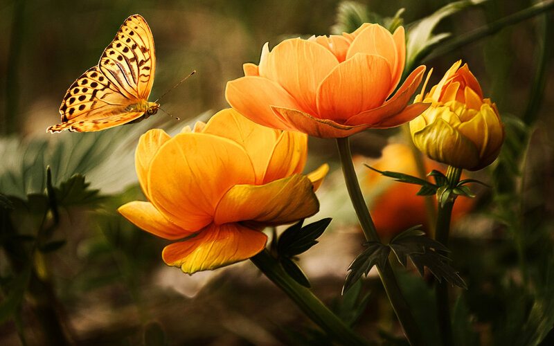 Butterfly Near Orange Flowers — Serene