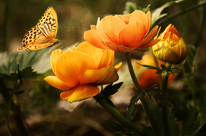 Butterfly Near Orange Flowers