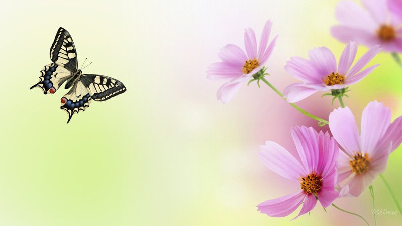 Butterfly Near Pink Flowers