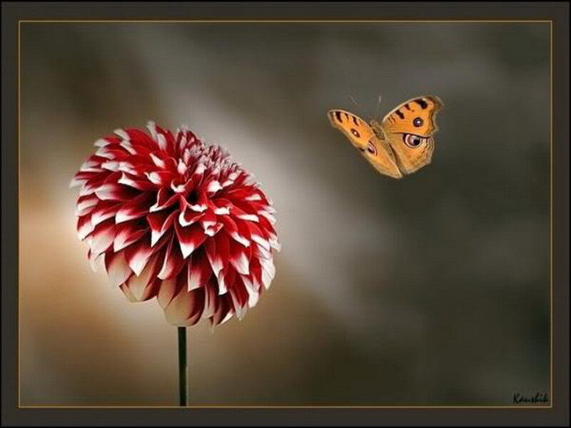 butterfly near red flower