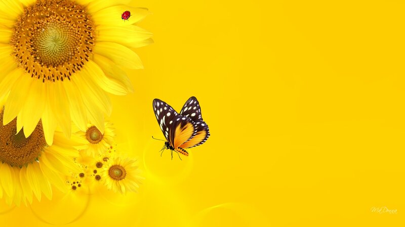 Butterfly Near Sunflowers