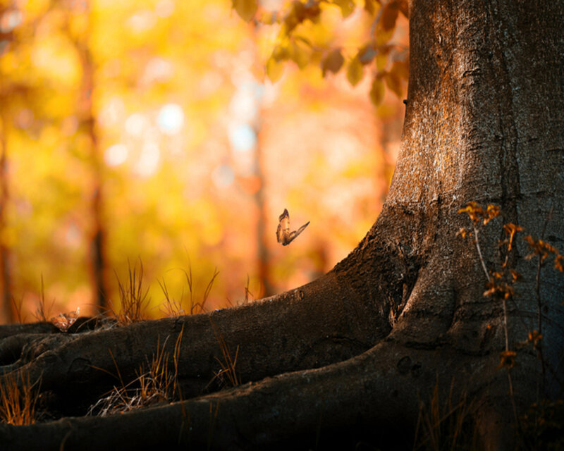 Butterfly Near Tree Trunk — Brown, Serene, Autumn