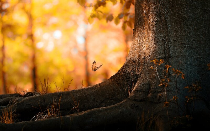 Butterfly Near Tree Trunk — Brown, Serene