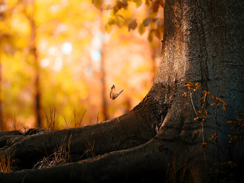 Butterfly Near Tree Trunk