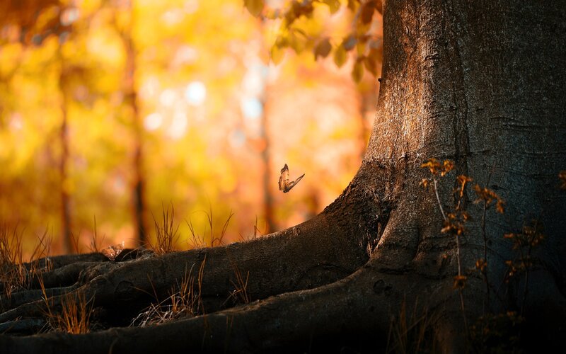 Butterfly Near Tree Trunk — Yellow, Serene, Autumn, Photograph, Tree Trunk