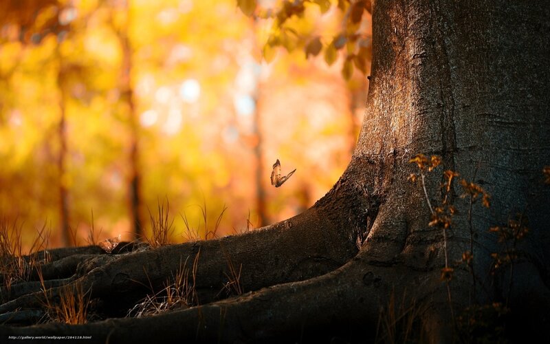 Butterfly Near Tree Trunk — Yellow, Serene