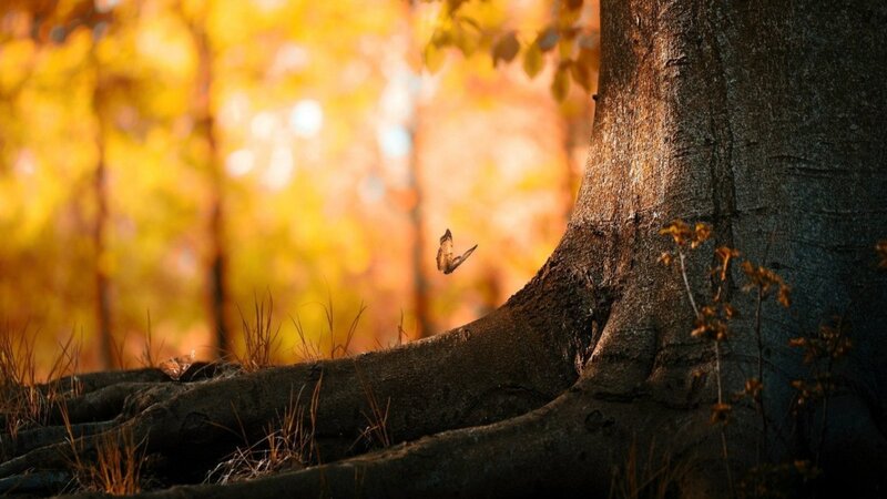 Butterfly Near Tree Trunk — Yellow