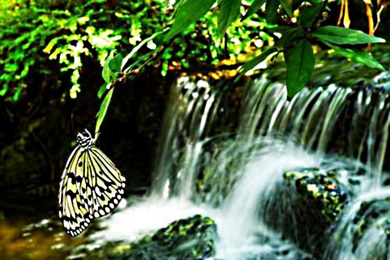 Butterfly Near Waterfall