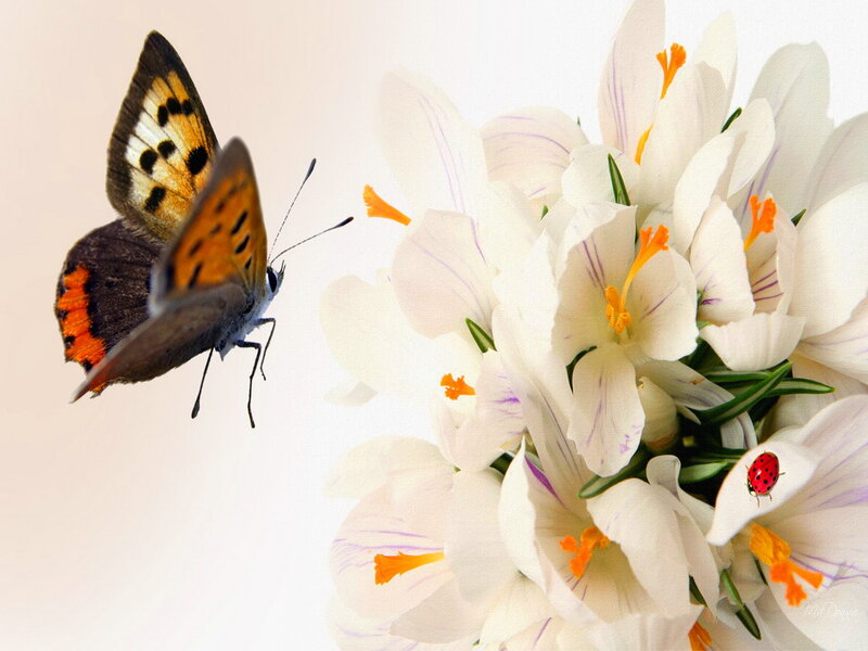 Butterfly Near White Flowers — Serene, Spring