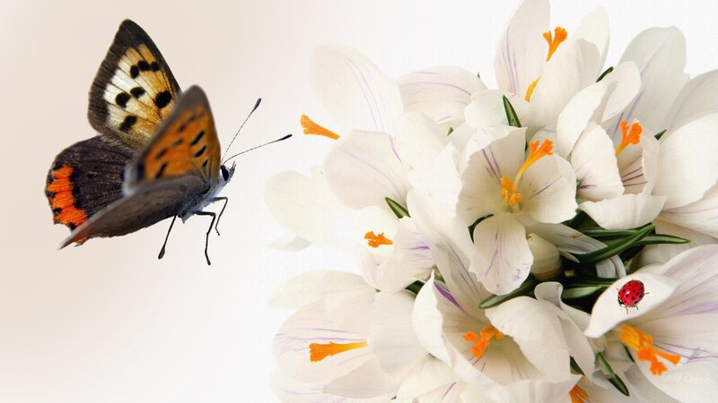 Butterfly Near White Flowers — Serene