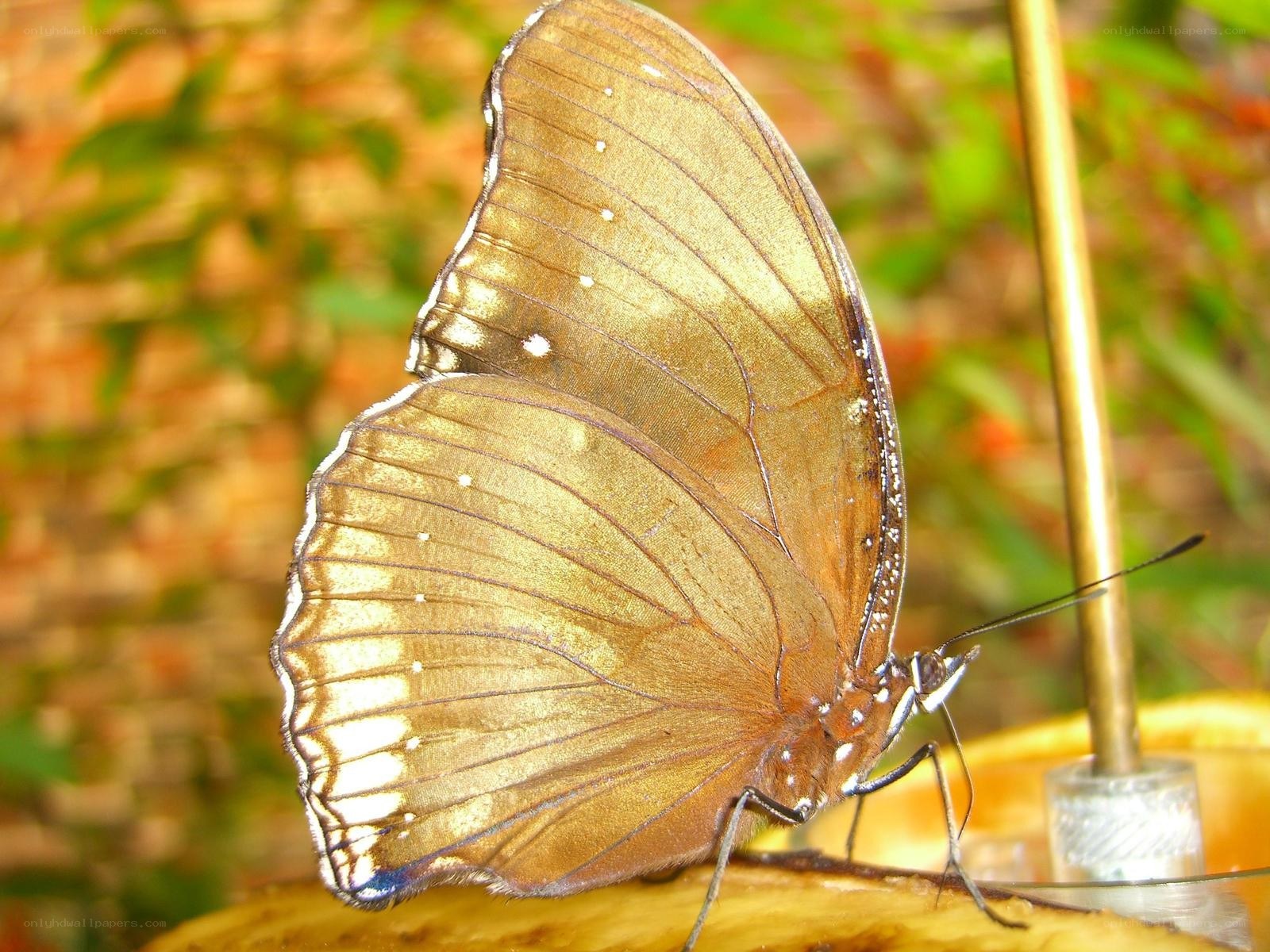 butterfly on a banana