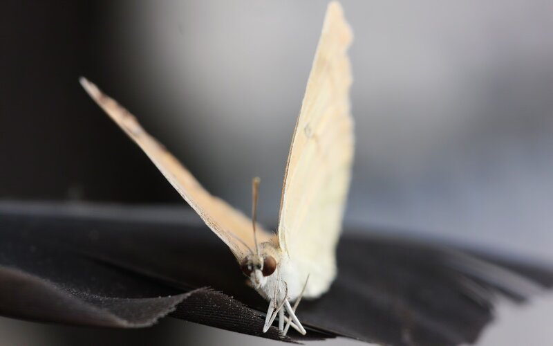butterfly on a black surface