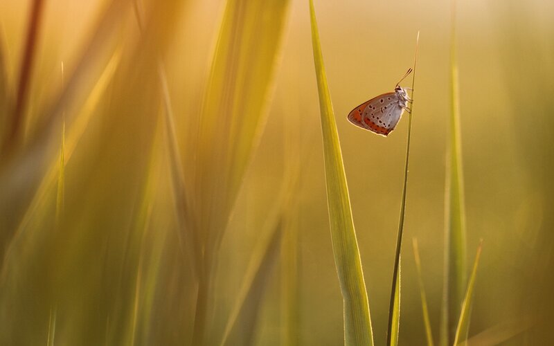 butterfly on a blade of grass