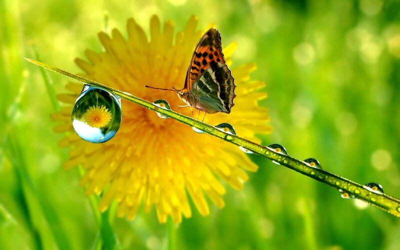 Butterfly on a Blade of Grass — Green
