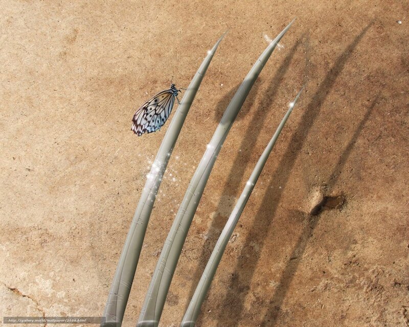 Butterfly on a blade